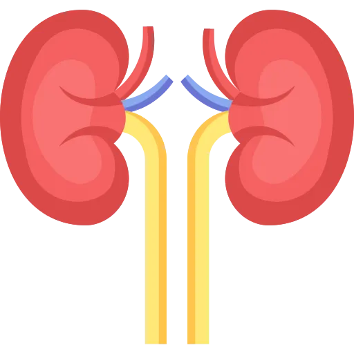 Kidney