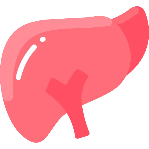 Liver
